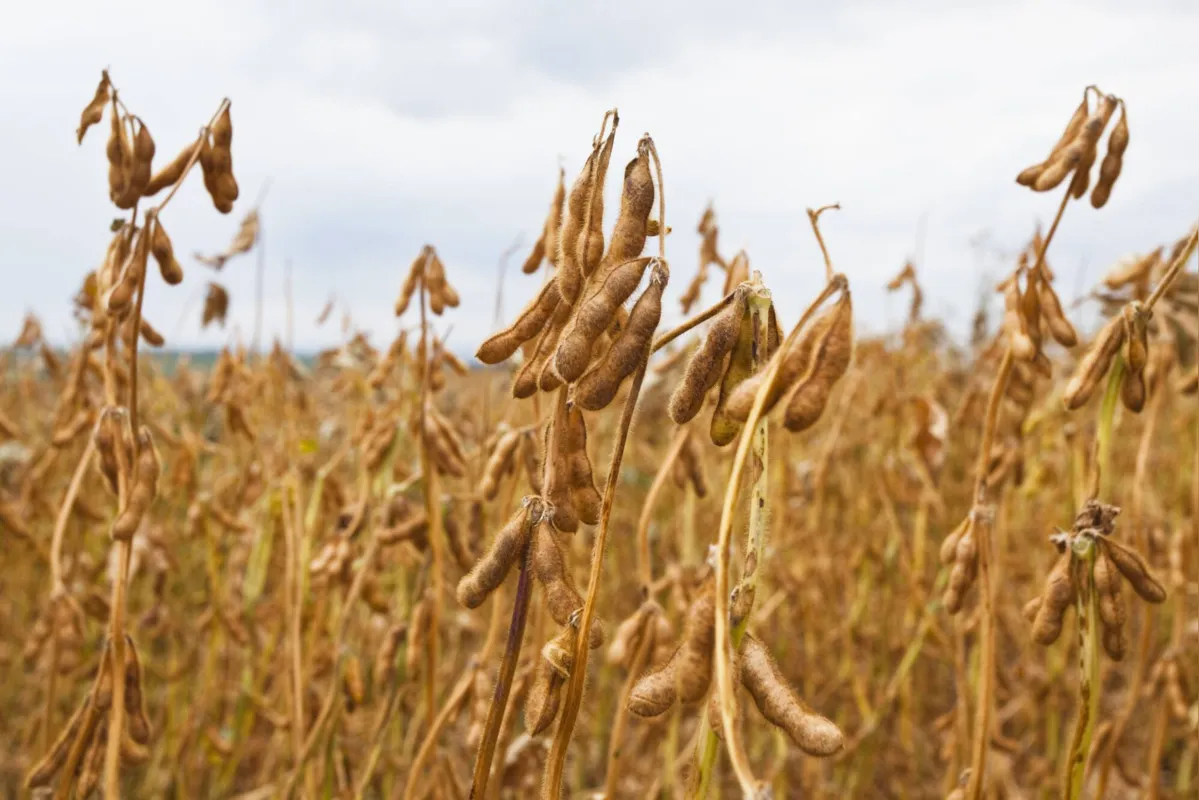 Revisão do PIB do agro se dá pela piora na colheita de soja feita pelo IBGE
