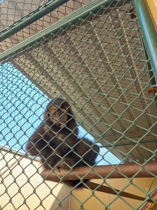 Hospital Veterinário da Unifil atende, em média, 50 animais silvestres todos os meses