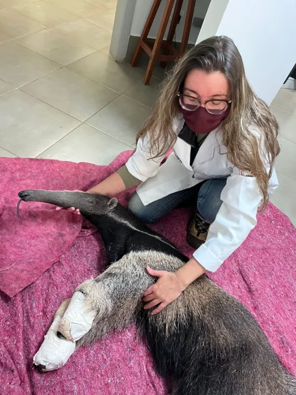Flora tem aproximadamente um ano e está se recuperando bem da cirurgia