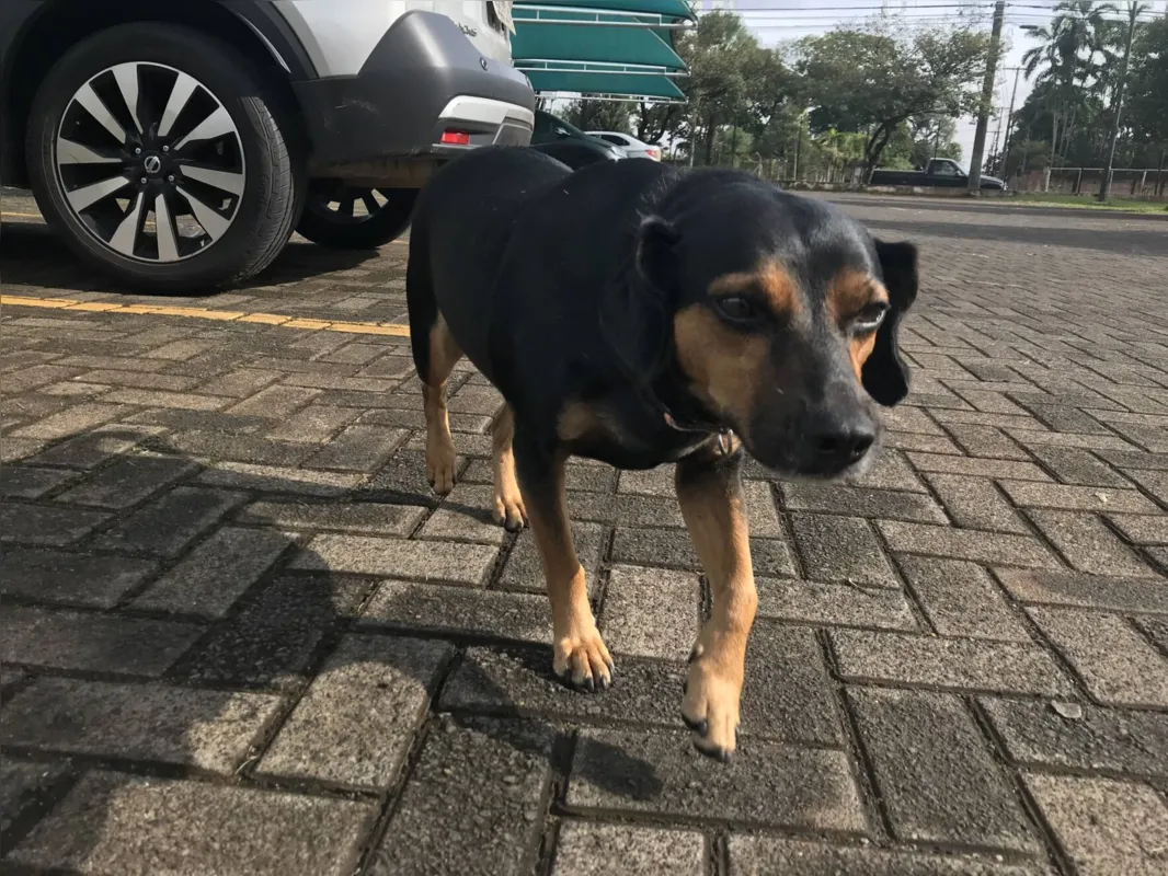 Imagem ilustrativa da imagem Thor, o mascote ‘guardião’ do Mercadão em Londrina