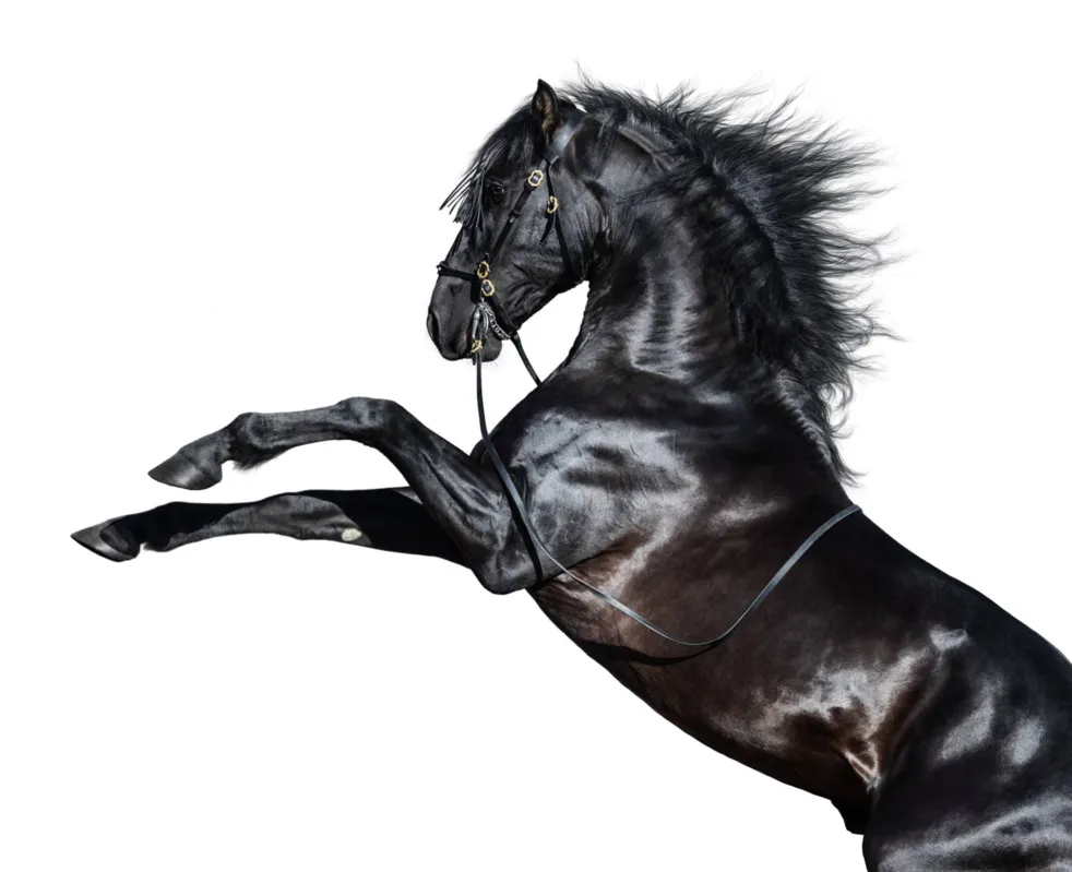 Imagem ilustrativa da imagem "Toca Cavalo Preto": canção de mais de 70 anos vira hit no País