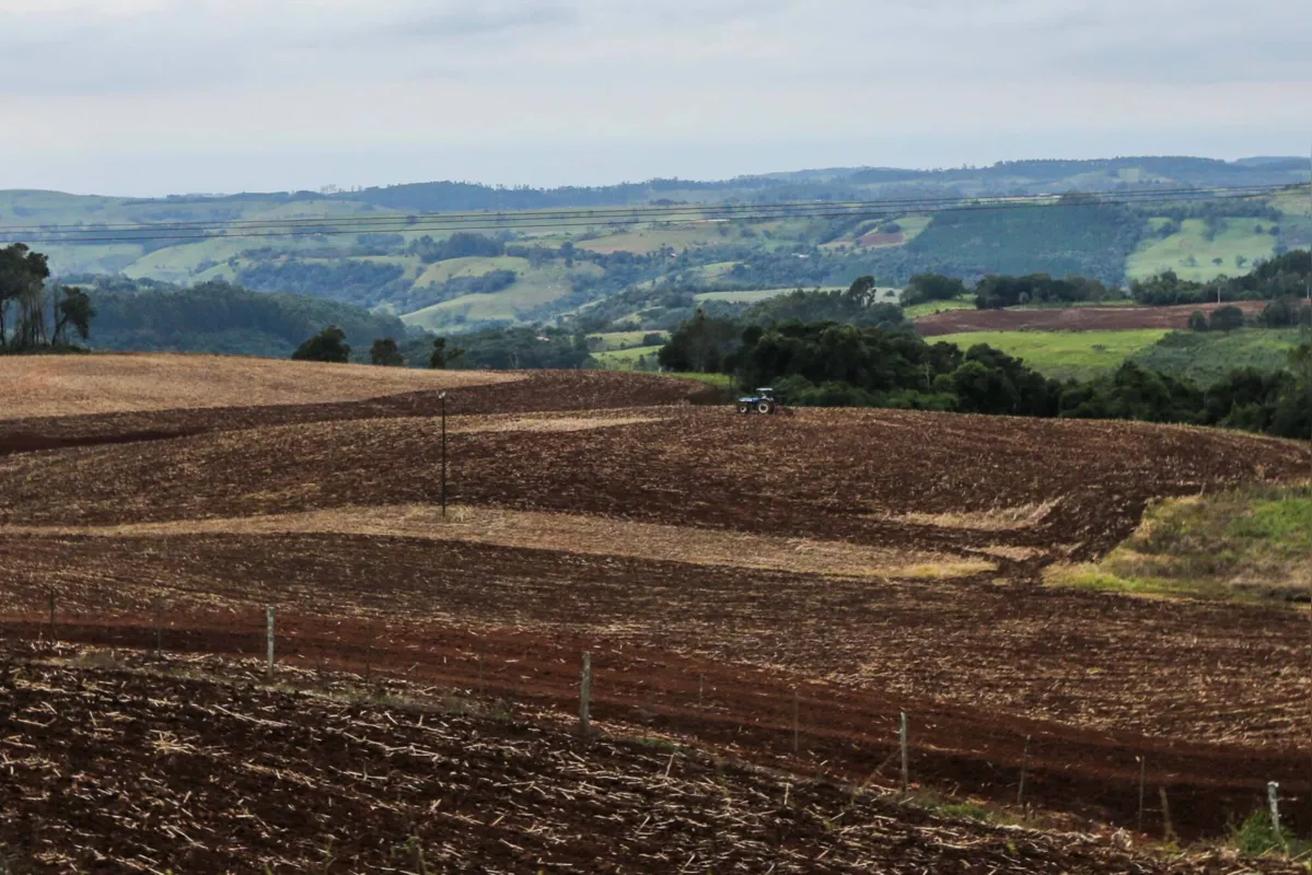 Começou o período de vazio sanitário da soja no Paraná;  objetivo é limitar a sobrevivência do fungo causador da ferrugem asiática durante a entressafra