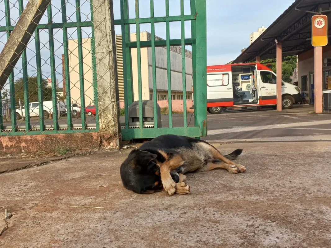 Samuzinho não fica somente na base do Samu: percorre a zona leste e ganha afagos e petiscos