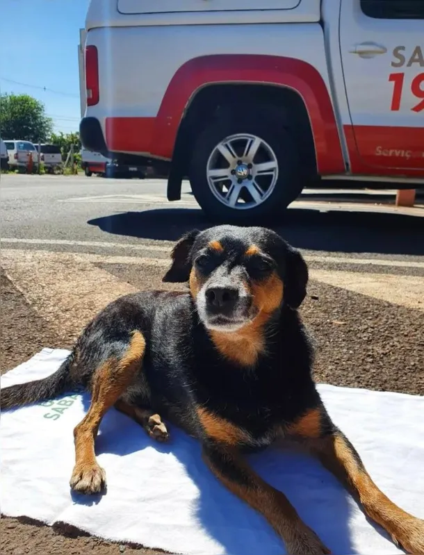 Imagem ilustrativa da imagem Vira-lata é adotado por socorristas em Londrina e vira mascote do Samu