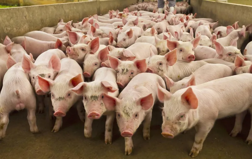 Paraná ocupa atualmente a vice-liderança na produção de carne suína em território nacional, perdendo apenas para Santa Catarina