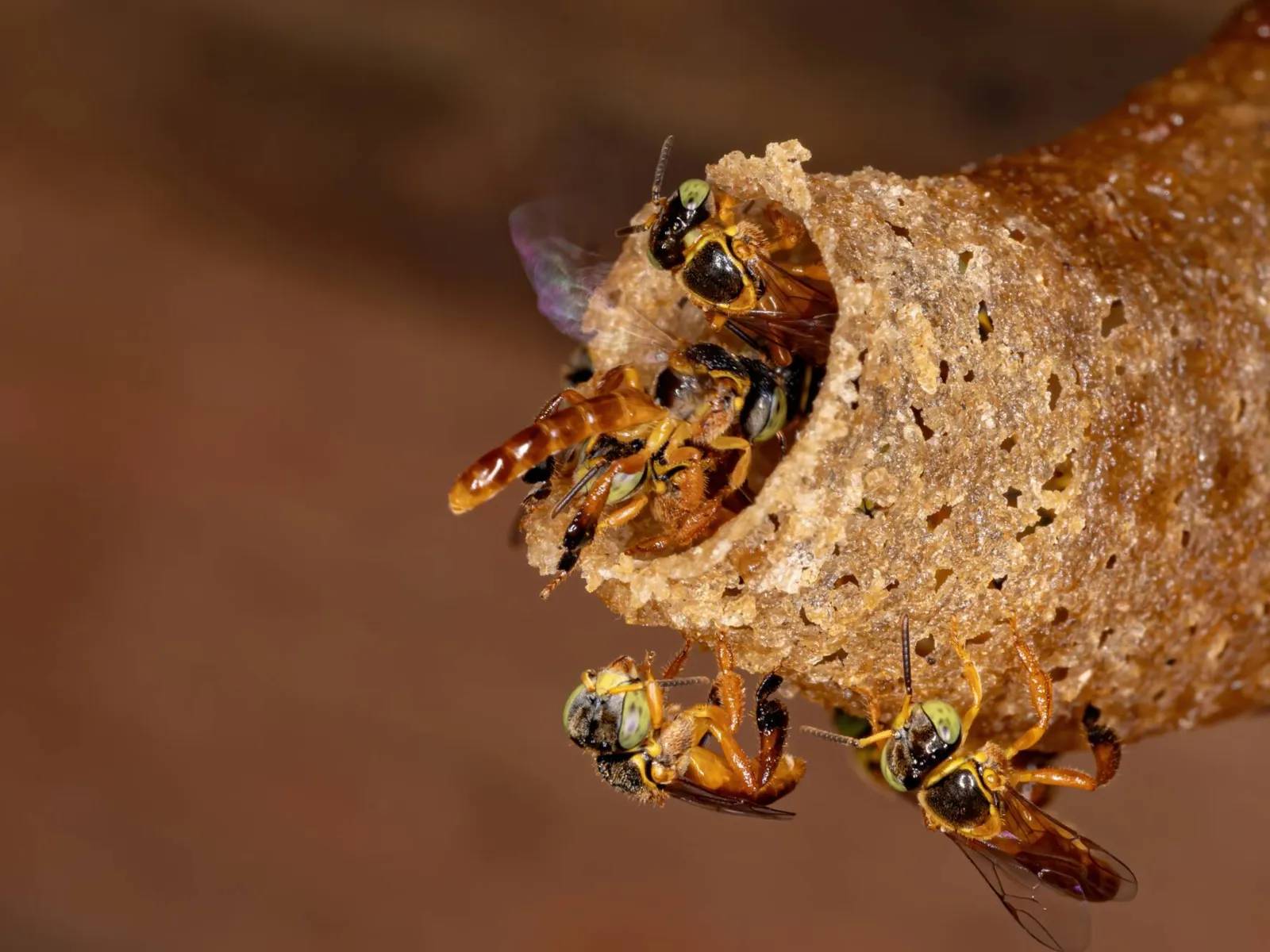 As abelhas da espécie  jataí são bastante encontradas no Norte do Paraná