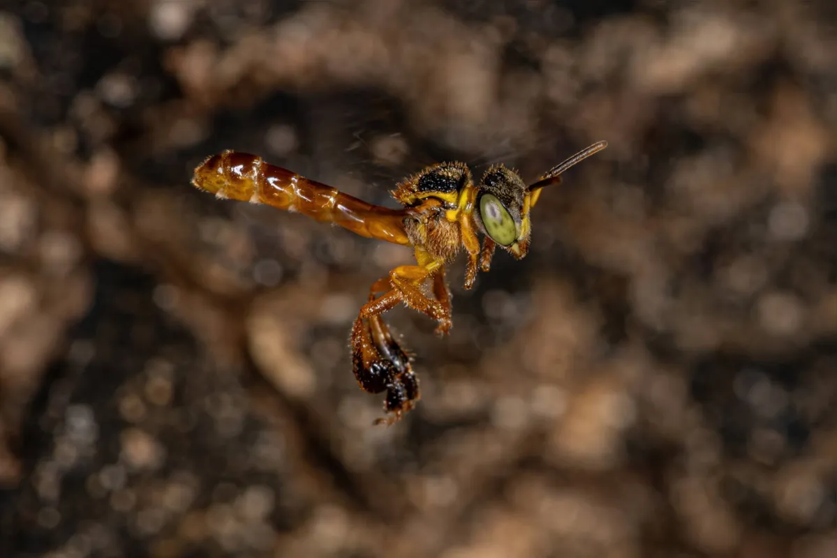 A meliponicultura é a criação de abelhas, mas se difere da apicultura por se tratar da criação desses insetos sem o ferrão ou com o ferrão atrofiado