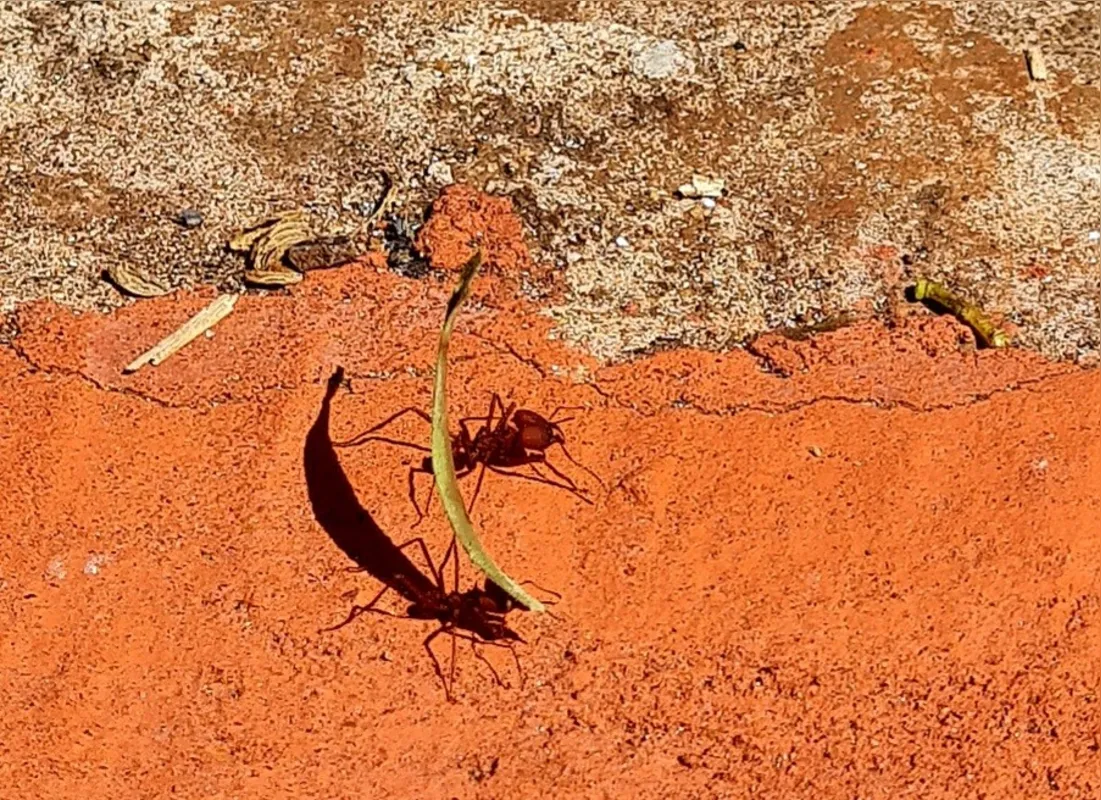 Imagem ilustrativa da imagem #A CIDADE FALA - Natureza