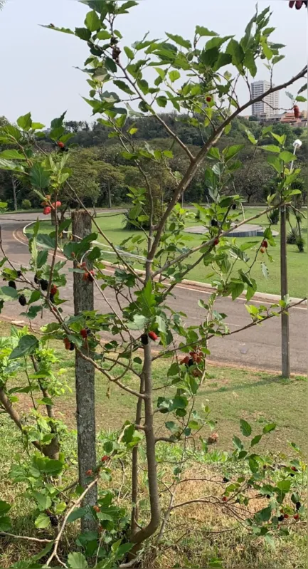 Imagem ilustrativa da imagem #A CIDADE FALA - Paisagem e sabores da cidade