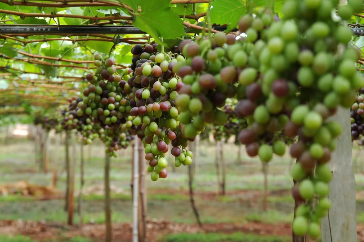 Uva está entre as três principais frutas exportadas pelo Brasil. As outras duas são manga e melão