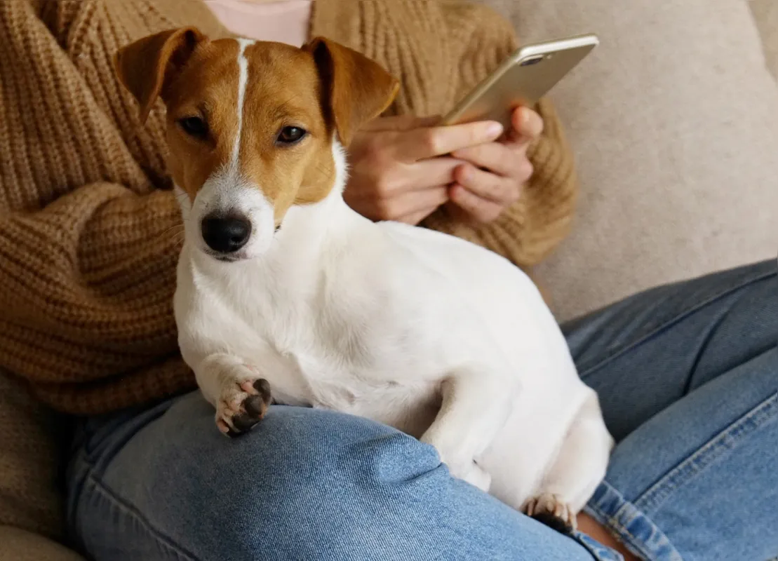 O aplicativo - disponível on-line, de forma gratuita e em português- tem como objetivo reduzir o sofrimento dos animais