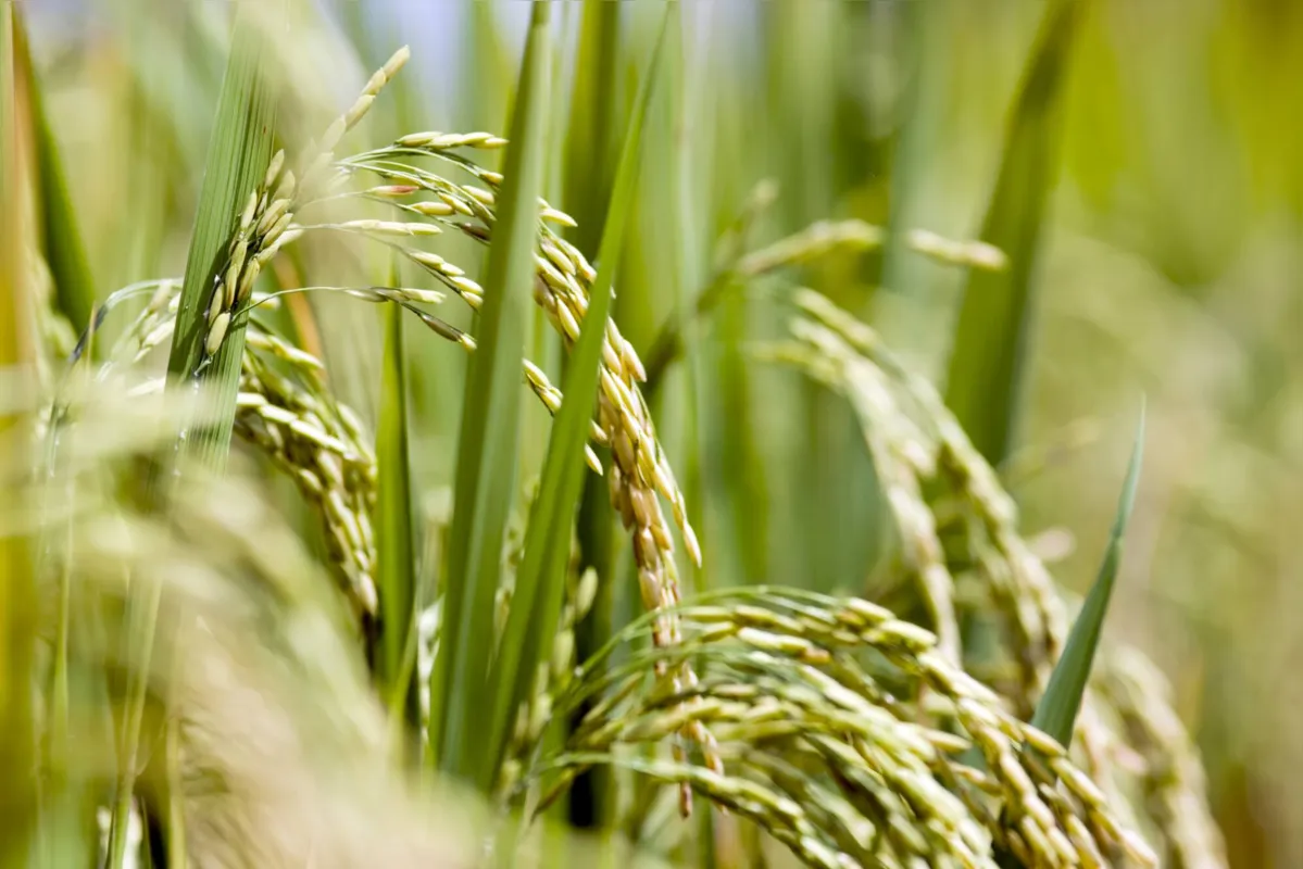 Rice field, Thailand, Southeast Asia.