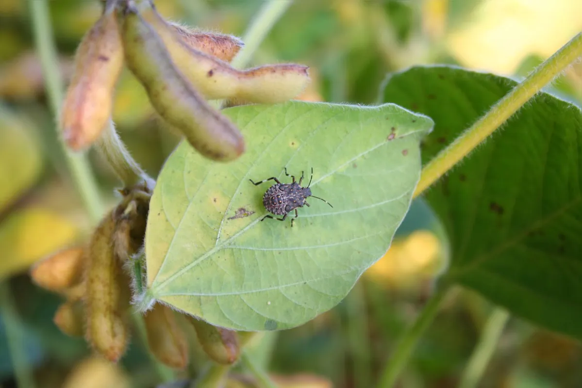 Percevejo da soja: O desequilíbrio na biodiversidade de insetos pode causar aumento de pragas, tanto nas cidades quanto na agricultura