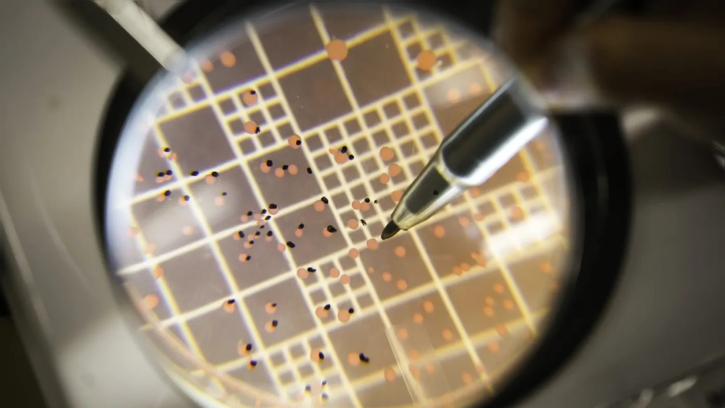 Bactérias usadas no inoculante que resultou no primeiro lugar da 15ª edição do Prêmio Crop Science Awards, na categoria Melhor Novo Bioestimulante