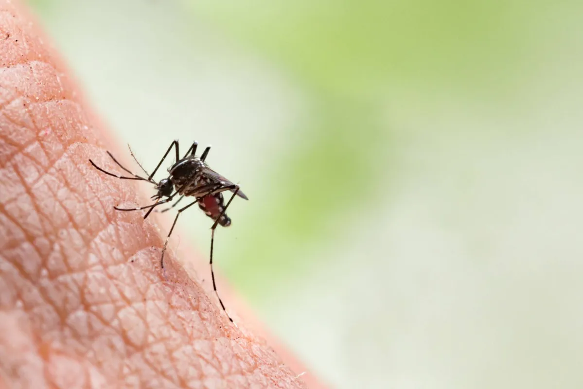 Sem as campanhas de conscientização por conta da pandemia de Covid, a dengue foi “esquecida” pela população