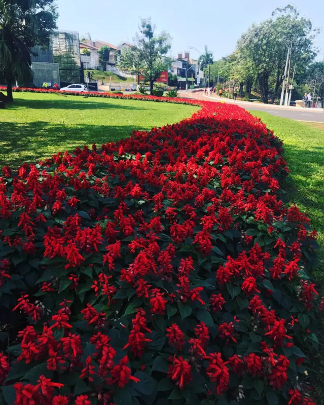 Imagem ilustrativa da imagem CIDADE FALA - Flores de Londrina