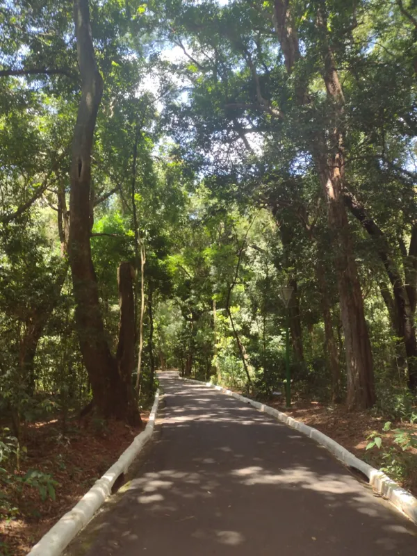 Imagem ilustrativa da imagem #CIDADE FALA: Maringá e suas árvores