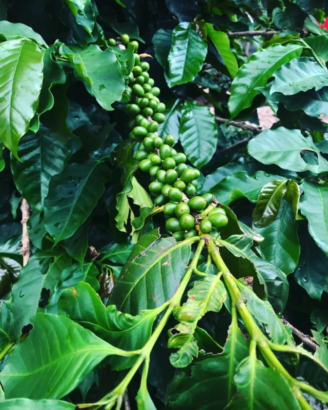 Imagem ilustrativa da imagem #CIDADE FALA: Ouro verde