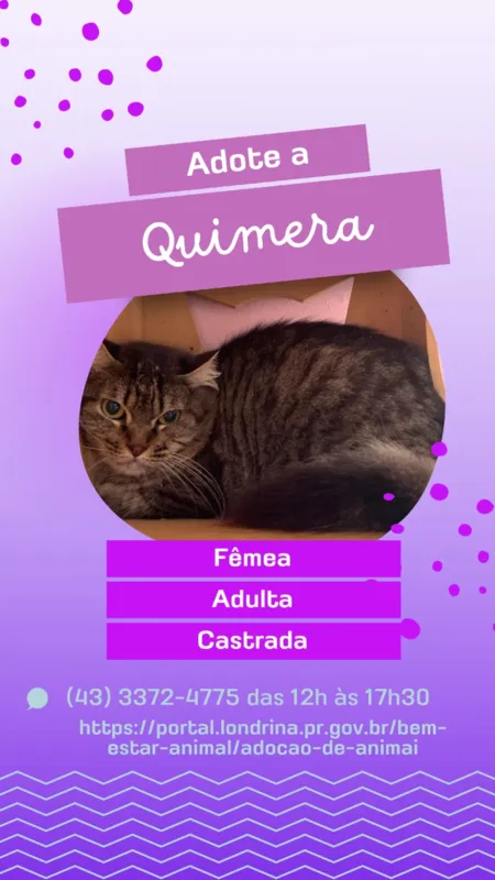 Imagem ilustrativa da imagem Campanha em Londrina procura um novo lar para cães e gatos