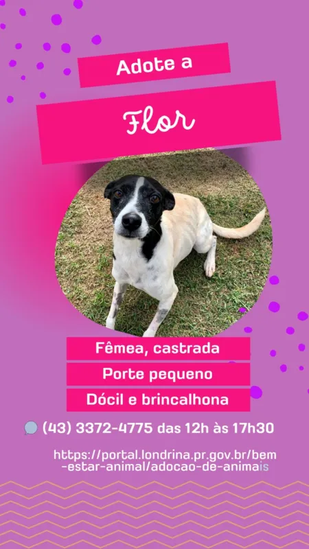 Imagem ilustrativa da imagem Campanha em Londrina procura um novo lar para cães e gatos