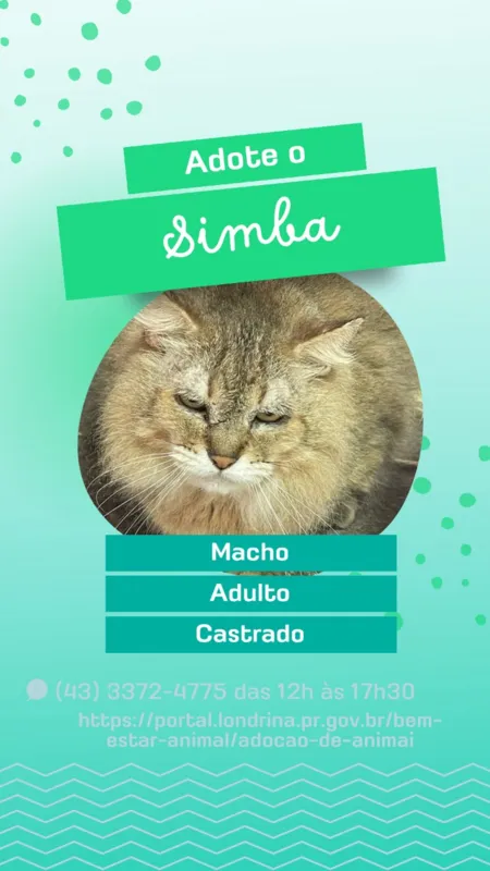 Imagem ilustrativa da imagem Campanha em Londrina procura um novo lar para cães e gatos