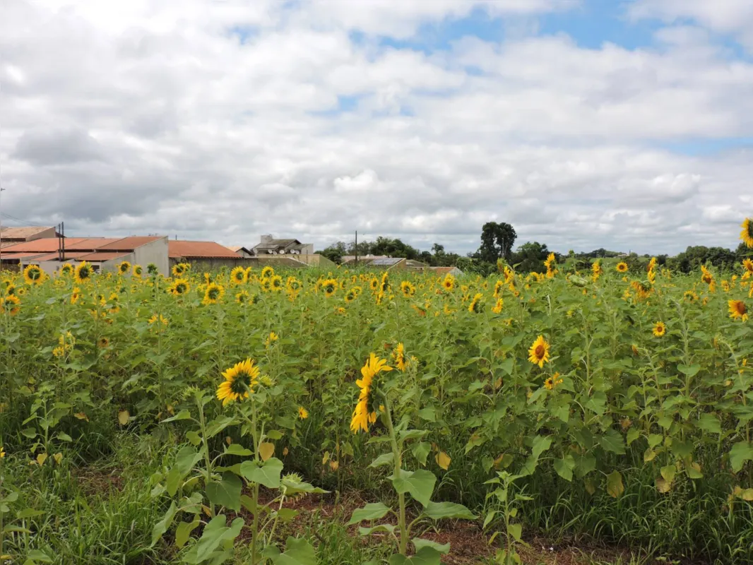 Terreno já havia recebido plantação de flores há quatro anos