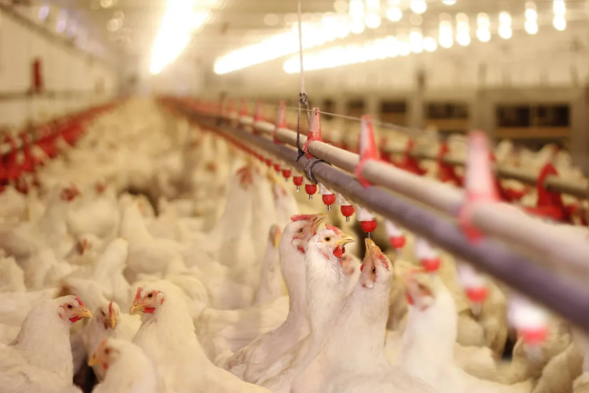 Cascavel  conta com 192 produtores que se dedicam à avicultura de corte, mantendo 350 barracões ativos
