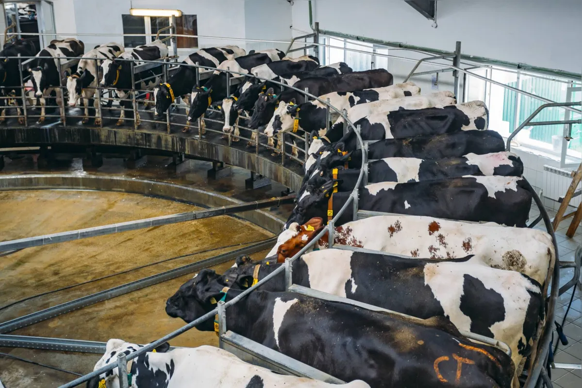 Sindicato Rural estima 50 mil vacas produzindo leite em Castro atualmente