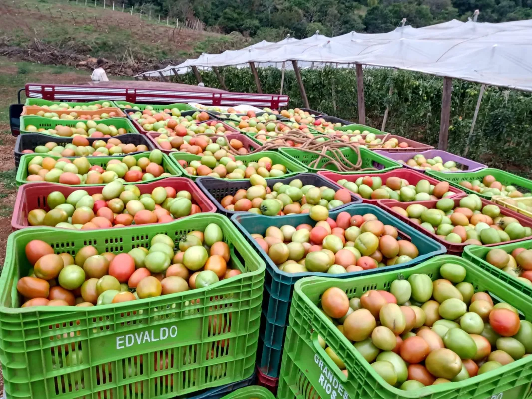 Produção do agricultor Edivaldo Alves de Lima. Ele vendeu 60% mais tomates em 2022 em comparação com o ano anterior