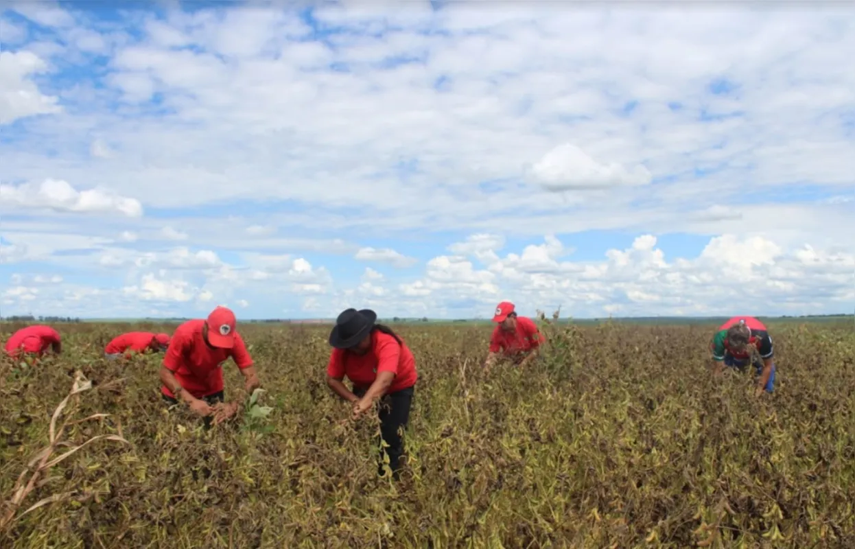 Nas comunidades Fidel Castro e Maria Lara, de Centenário do Sul, as lavouras ocupam 200 de 3 mil hectares