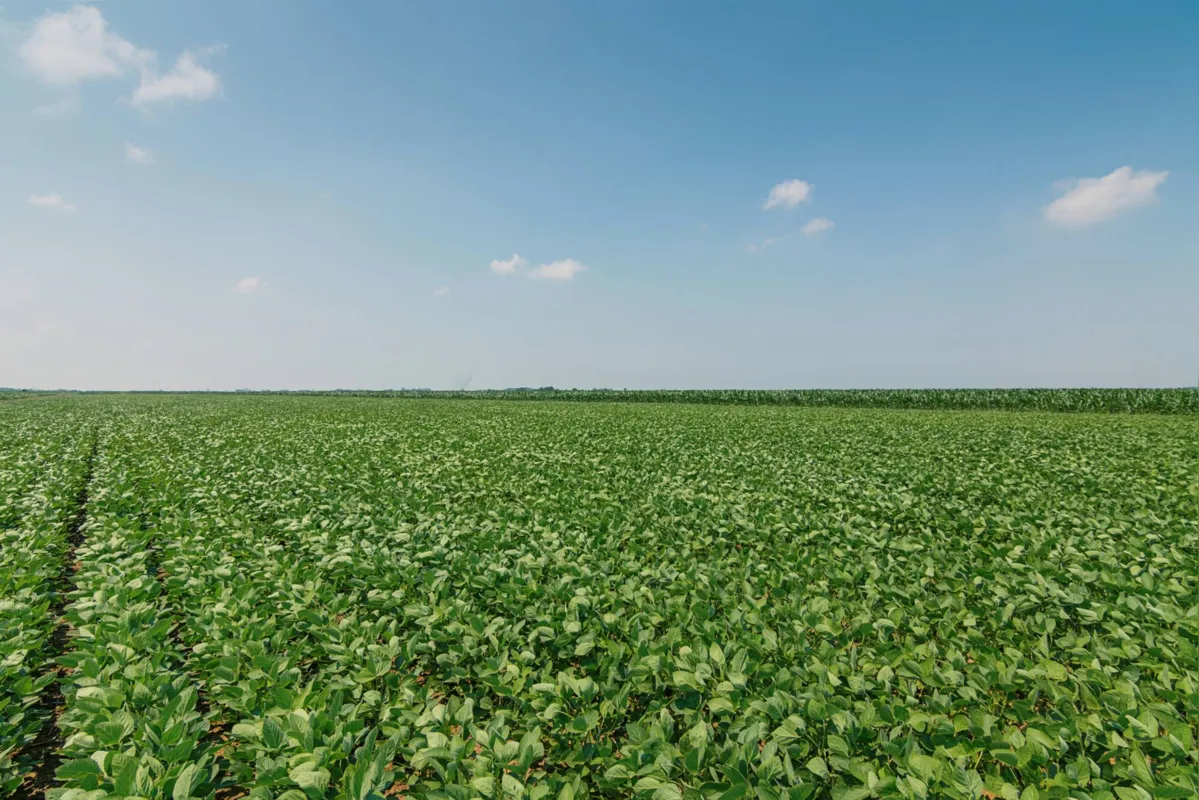 As atividades estão focadas na Inteligência Artificial aplicada à agricultura e envolvem, inicialmente, estudos relacionados à fitossanidade para produção sustentável de alimentos