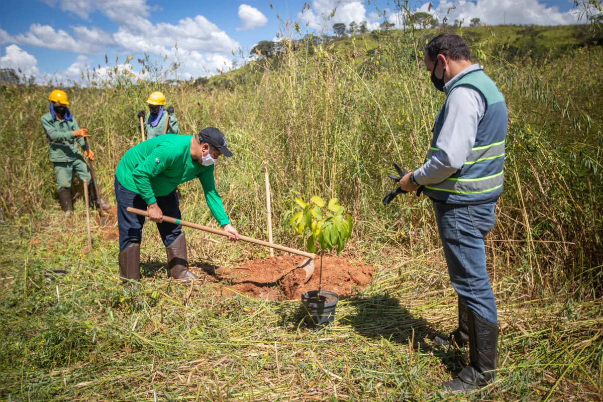 Desde o início da pesquisa, em 2020, mil mudas já foram plantadas; até agosto de 2024 serão 6 mil
