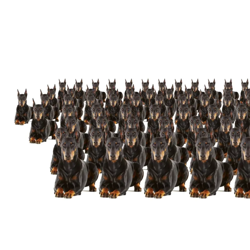 Nos últimos anos, o processo caro e polêmico da clonagem tem virado tendência para "reviver" animais de estimação