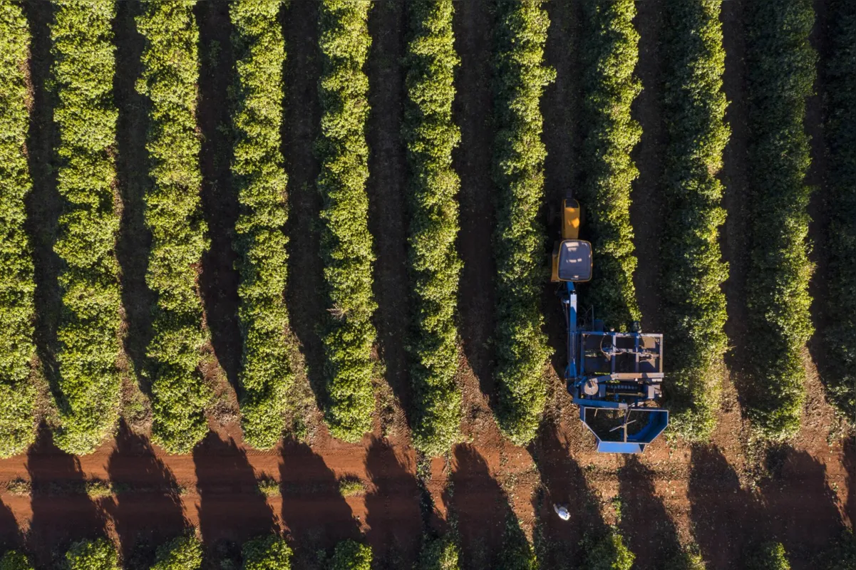 A área destinada à cafeicultura nacional em 2022 é de 2,24 milhões de hectares, sendo 1,84 milhão de hectares para lavouras em produção e 402 mil hectares de área em formação, informa a Conab