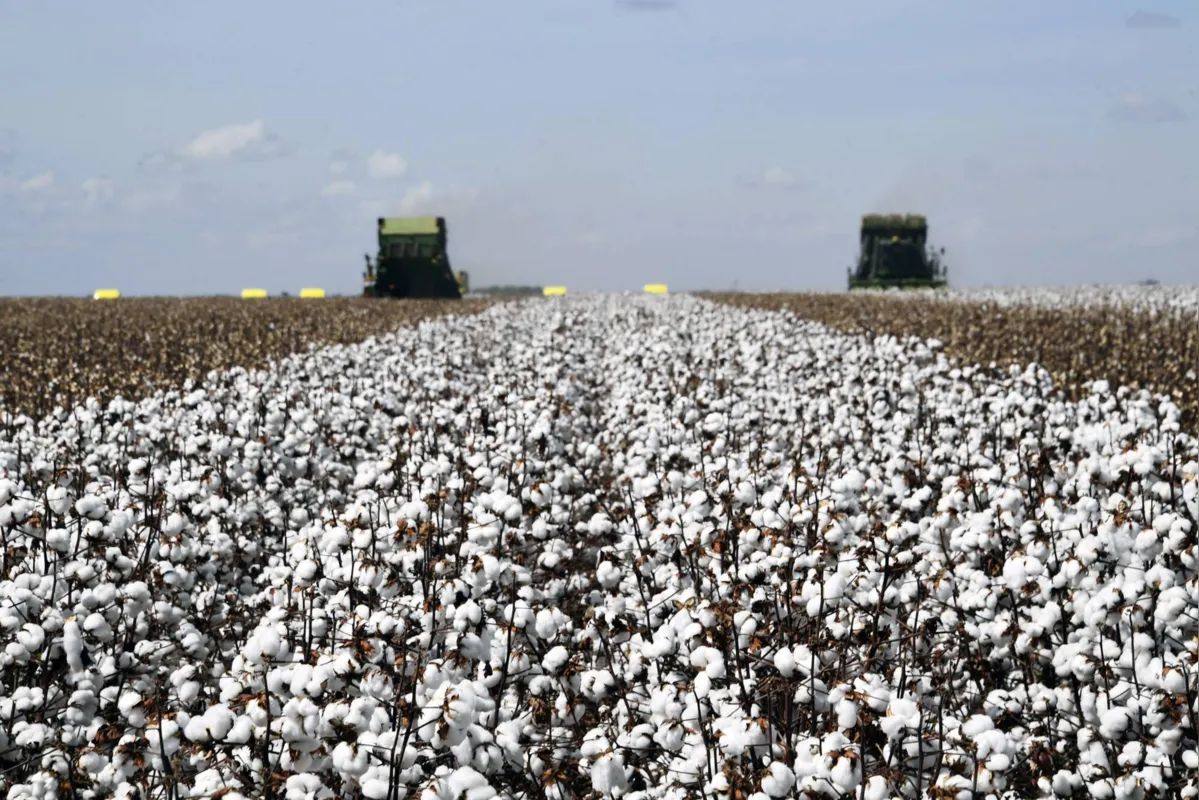 A falta de chuva favorece, agora, a colheita de algodão, prevista para terminar em setembro
