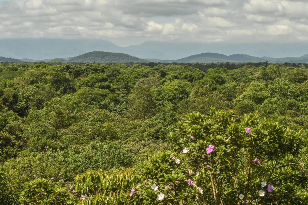 O Paraná também está sempre no topo dos estados que mais praticam o desmatamento entre os 17 que englobam a área de mata atlântica no país
