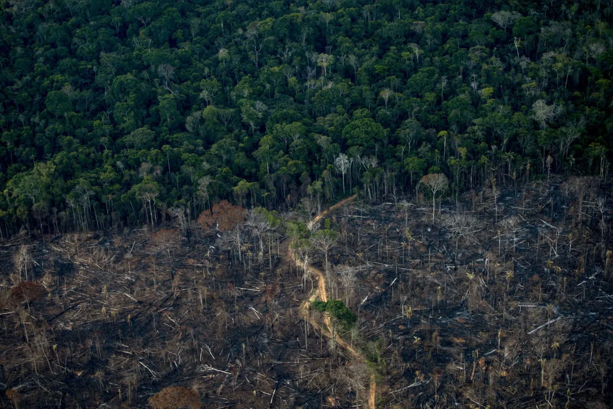 No Brasil, a maior fonte de emissões é o desmatamento, especialmente o da Amazônia