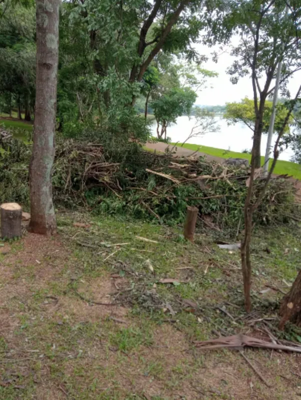 As árvores, com mais de 10 anos, foram cortadas pela prefeitura às margens do Lago Igapó