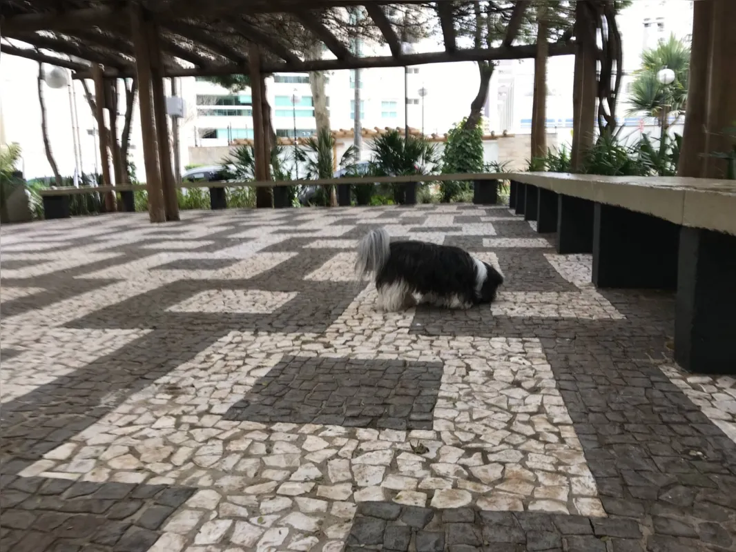 Imagem ilustrativa da imagem Envenenamento de animais deixa população em alerta em Londrina