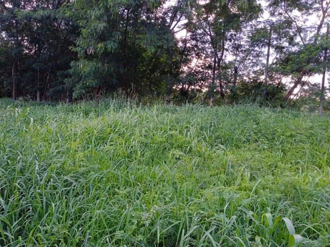 Mato alto em terreno público no conjunto Parigot de Souza tem incomodado os moradores