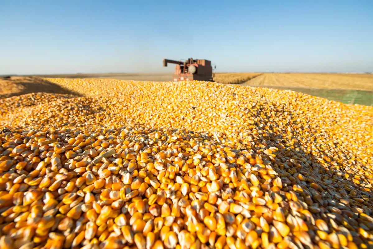 Milho é uma das culturas que deve contribuir para o volume recorde da safra agrícola de 2023