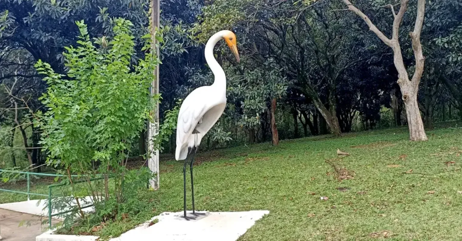 Imagem ilustrativa da imagem Internautas escolhem o nome Graça para garça do Arthur Thomas