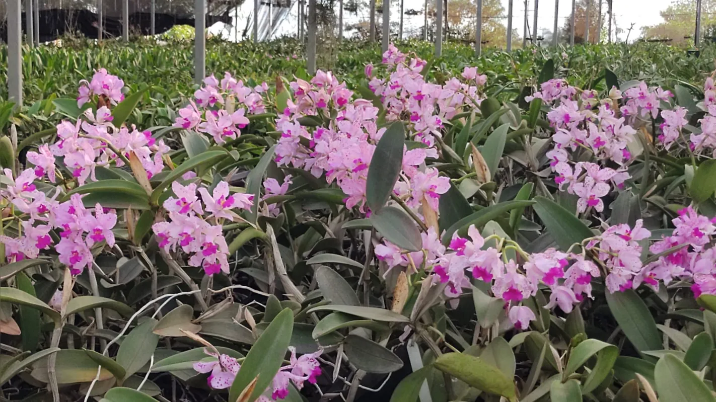 Expectativa da família Yassunaka, de Marialva, é comercializar 15 mil vasos de flores neste ano