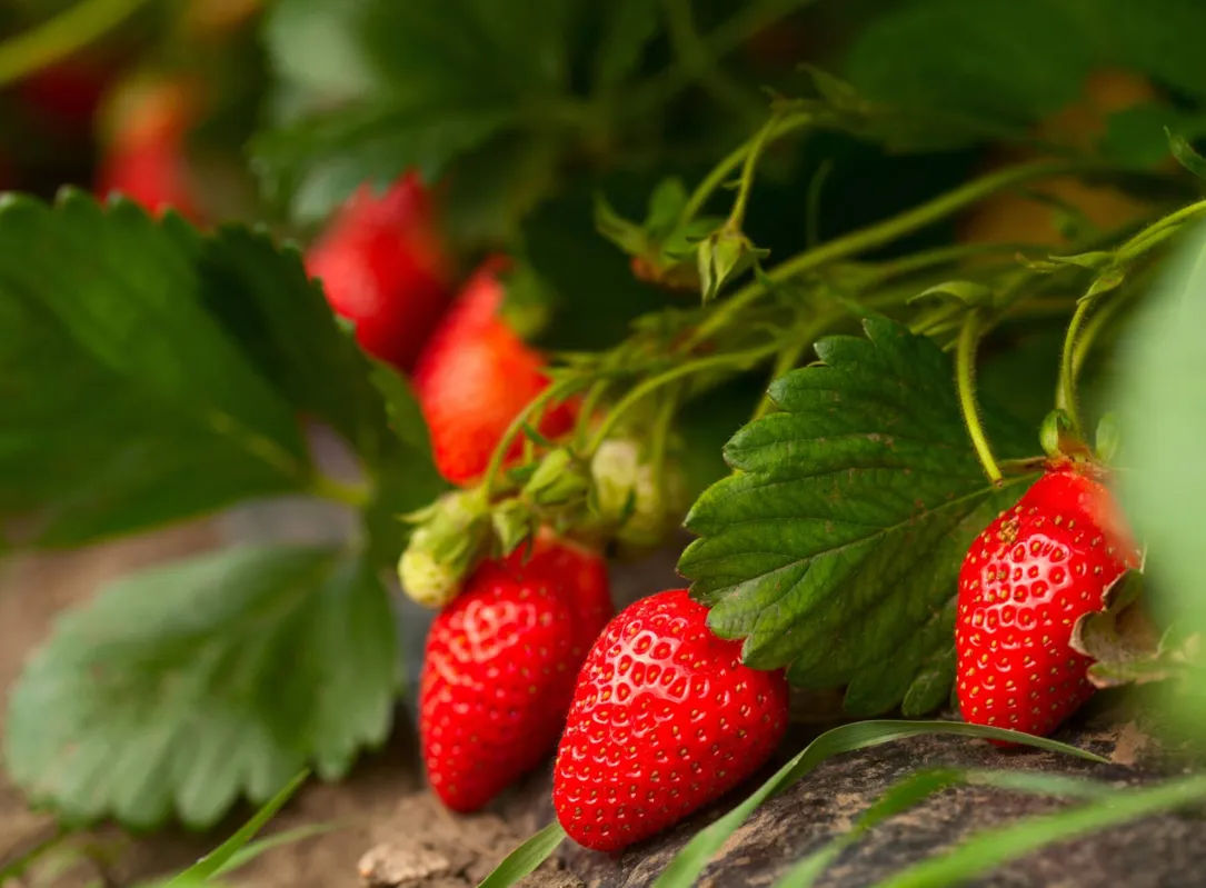 Produtores têm cerca de 280 mil plantas. Valor Bruto de Produção do morango é de R$ 314,3 milhões no Paraná