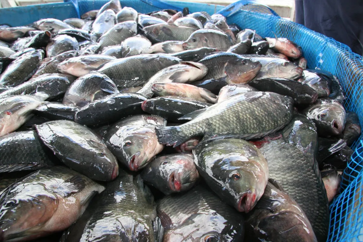 Imagem ilustrativa da imagem Nova Aurora segue líder na produção nacional de peixes