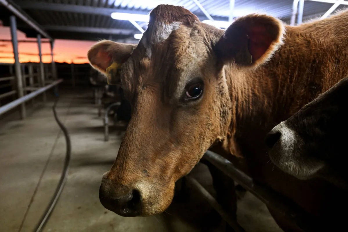 Imagem ilustrativa da imagem Nova Zelândia apresenta plano para taxar gases naturais do gado