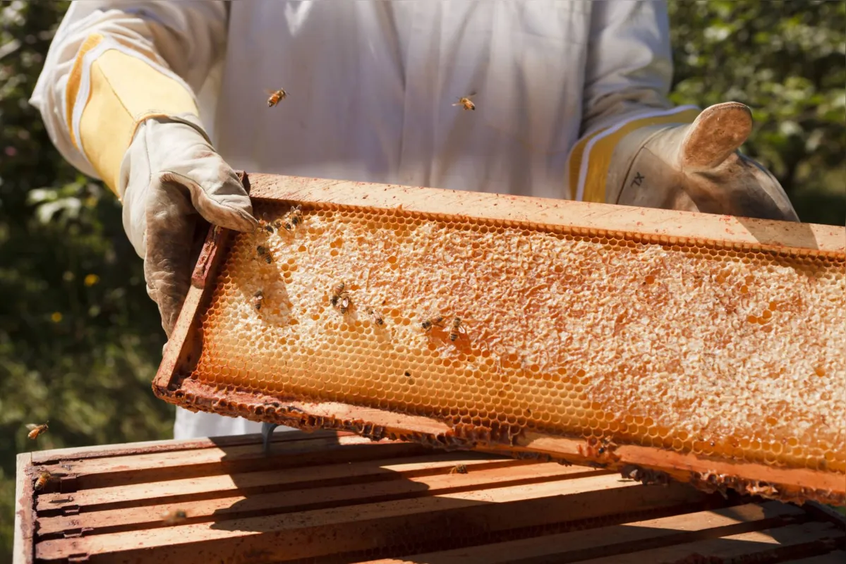 Arapoti produziu mais de 925 toneladas de mel em 2021