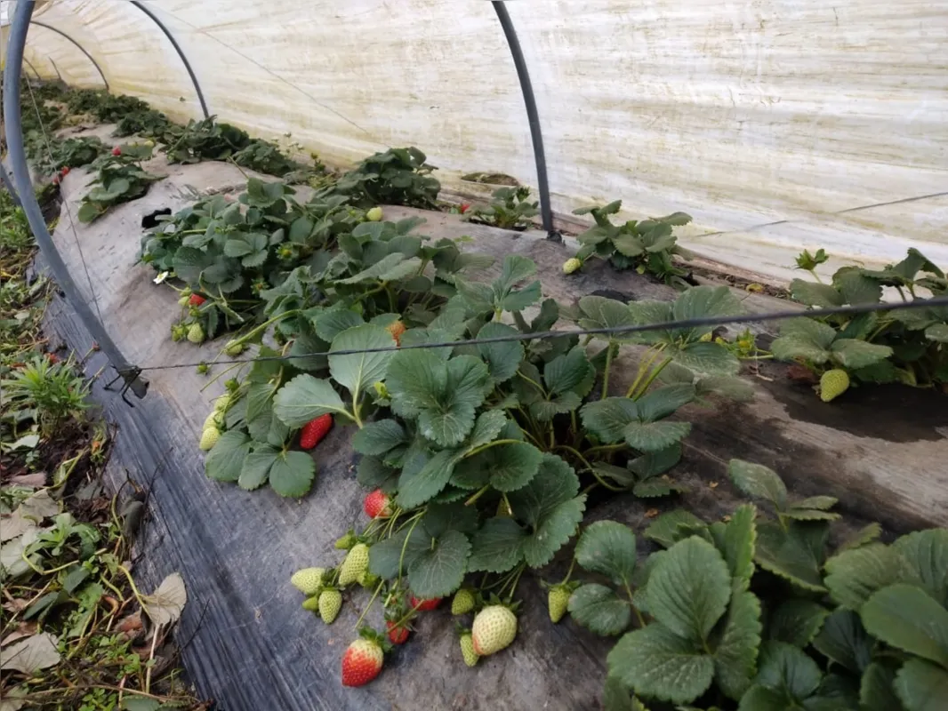São José dos Pinhais tem área plantada com morangos de 100 hectares e produção de 4,7 mil toneladas da fruta