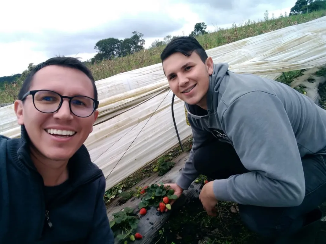Os irmãos Guilherme e Odiclei Buhrer começaram a plantar morangos há cinco anos na propriedade em São José dos Pinhais