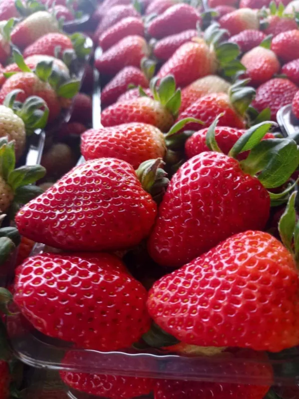 Em 2021, Jaboti produziu cerca de 4,5 mil toneladas de morangos. A expectativa é que a produção atinja 6 mil toneladas da fruta até o final deste ano